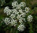 skirret